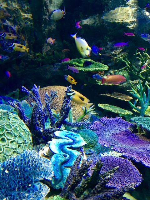 f:id:ayaeyego:20161107150924j:plain f:id:ayaeyego:20161107150924j:plain