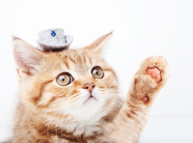 f:id:ayaeyego:20161107151038j:plain f:id:ayaeyego:20161107151038j:plain