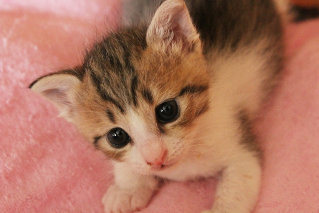 f:id:ayaeyego:20161107151242j:plain f:id:ayaeyego:20161107151242j:plain