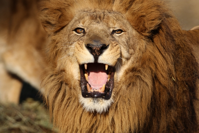 f:id:ayaeyego:20161116135511j:plain f:id:ayaeyego:20161116135511j:plain