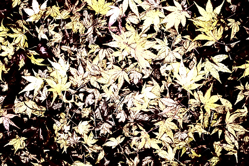 f:id:ayaeyego:20161118181317j:plain f:id:ayaeyego:20161118181317j:plain