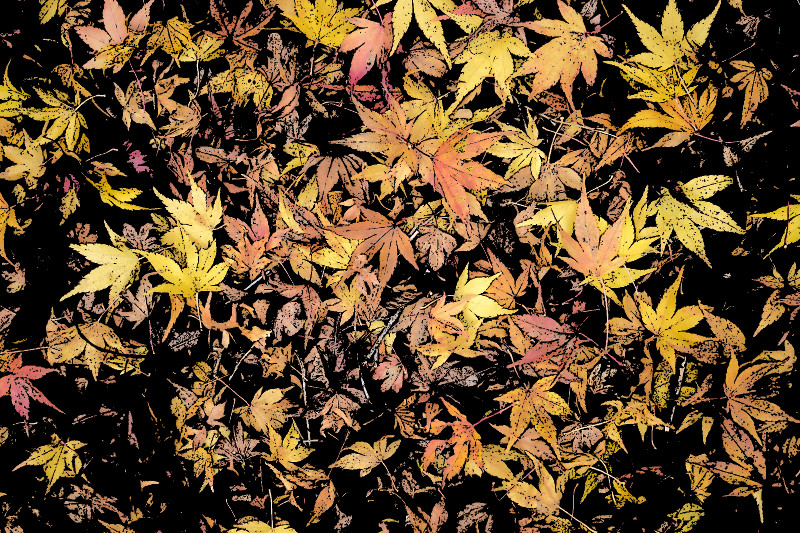 f:id:ayaeyego:20161118181420j:plain f:id:ayaeyego:20161118181420j:plain