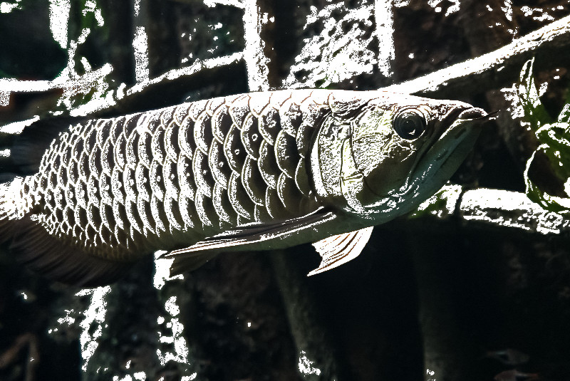 f:id:ayaeyego:20161119103106j:plain f:id:ayaeyego:20161119103106j:plain