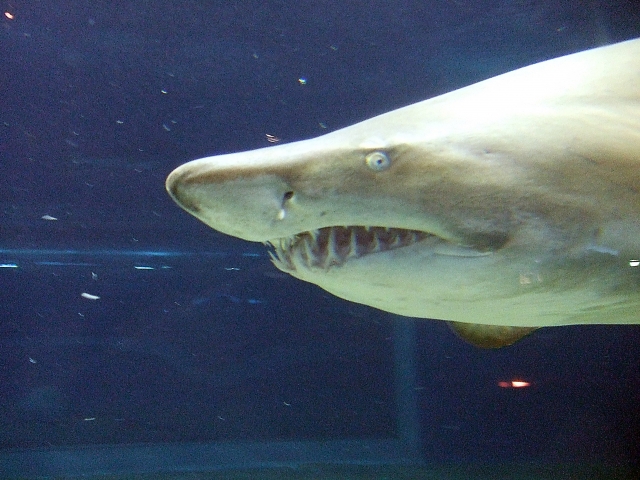 f:id:ayaeyego:20161121083810j:plain f:id:ayaeyego:20161121083810j:plain