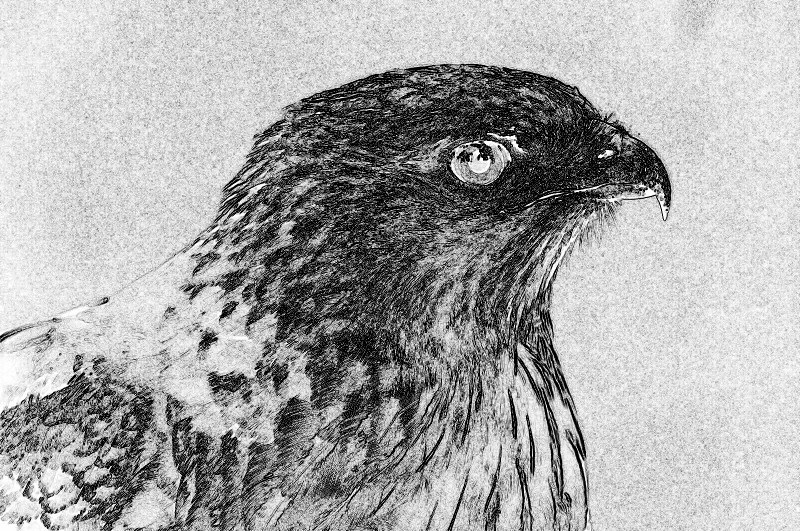 f:id:ayaeyego:20161220183412j:plain f:id:ayaeyego:20161220183412j:plain