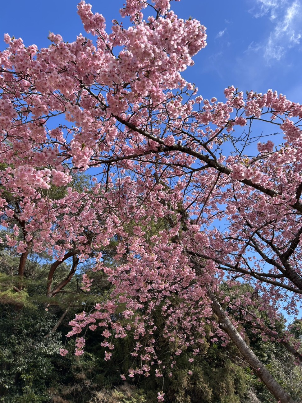 f:id:ayagawaudon:20260306161207j:image f:id:ayagawaudon:20260306161207j:image