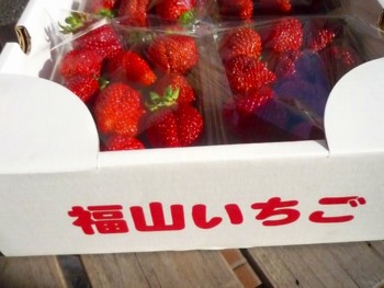 徳毛さんの苺は甘くっていつでもおいしい 福山いちご 広島県府中市 福山 備後information 徳毛さんの苺は甘くっていつでもおいしい 福山いちご 広島県府中市 福山 備後information