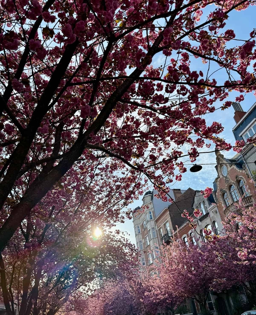 ベルギー・ブリュッセルのスハールベーク地区に広がる桜並木の風景。春の花見スポットとして人気。