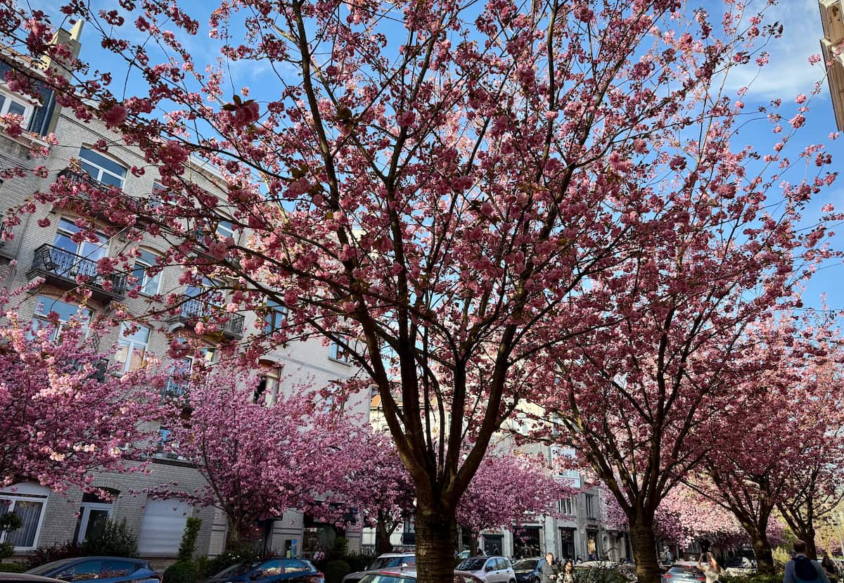 ブリュッセルの閑静な住宅街に咲く満開の八重桜、春の青空と桜並木が織りなす風景。