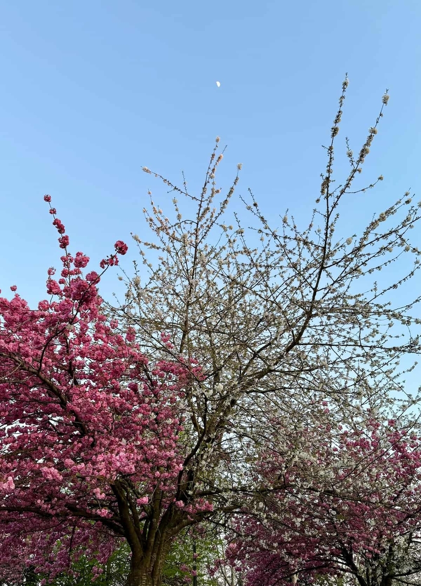 接ぎ木された桜の木、一本の幹から咲く八重桜と白い一重の花、春の夕暮れと月の空