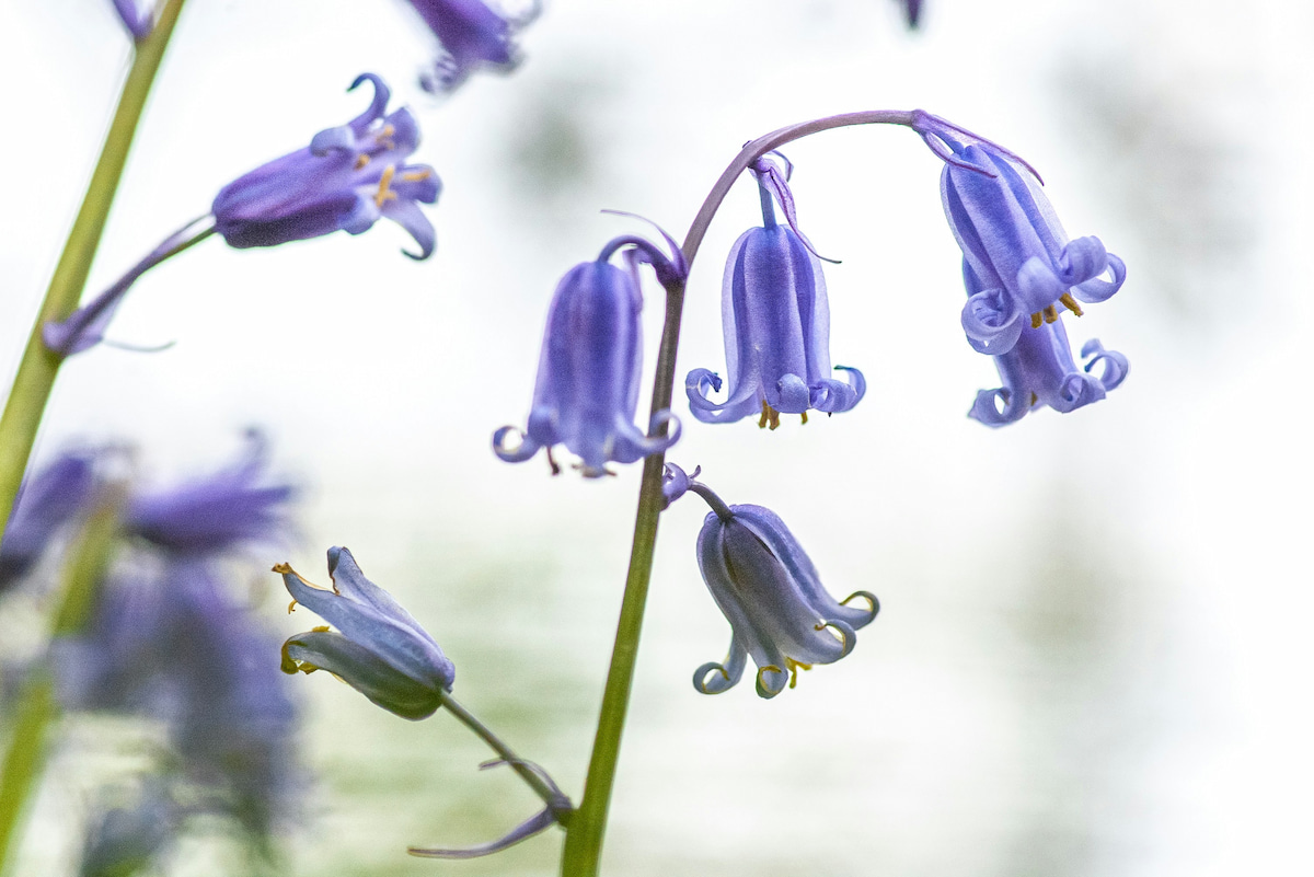 春の森に咲くブルーベルの花が、数輪まとまってうつむくように咲いているクローズアップ