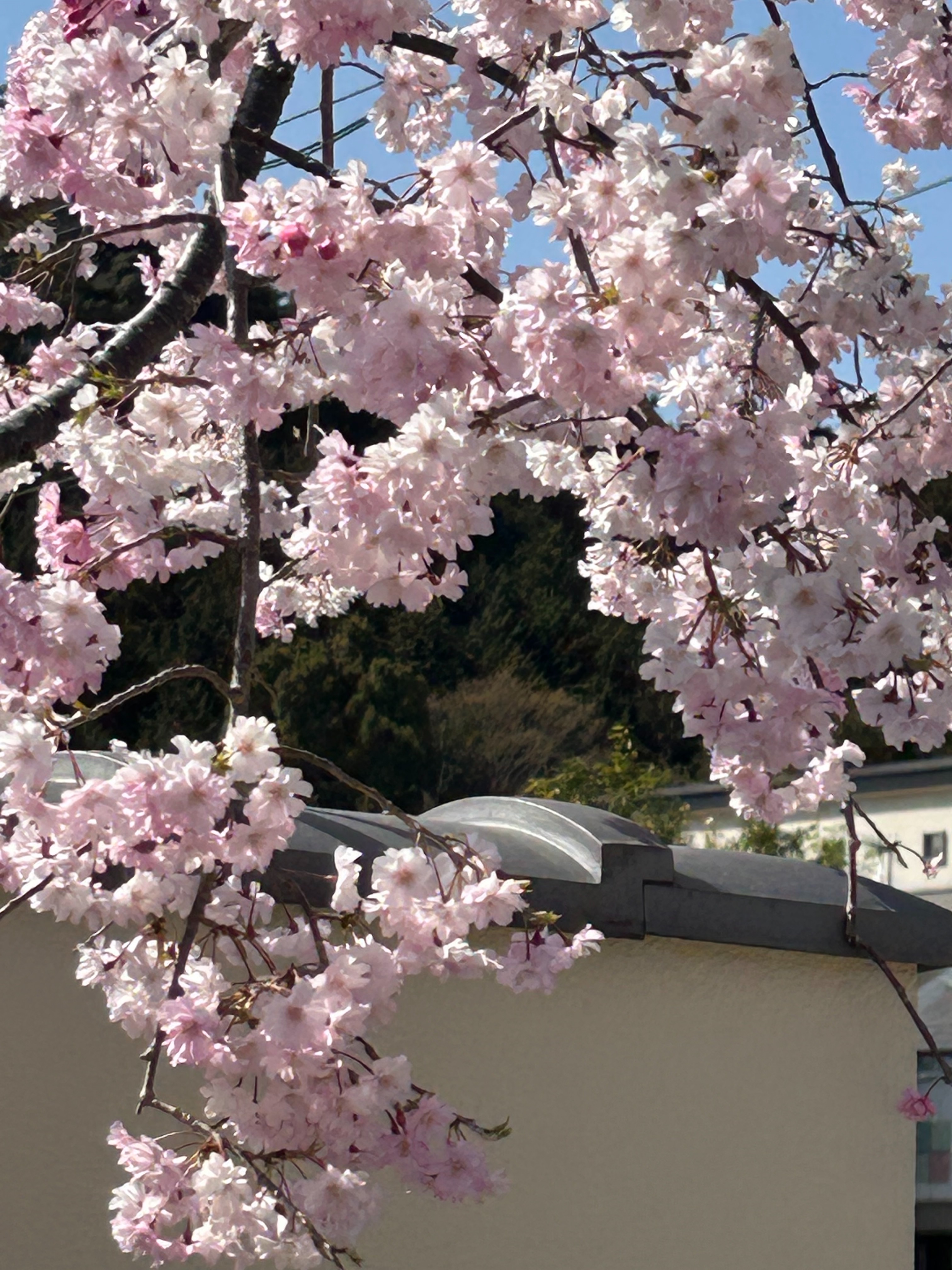 f:id:ayakaoru:20250417205125j:image f:id:ayakaoru:20250417205125j:image