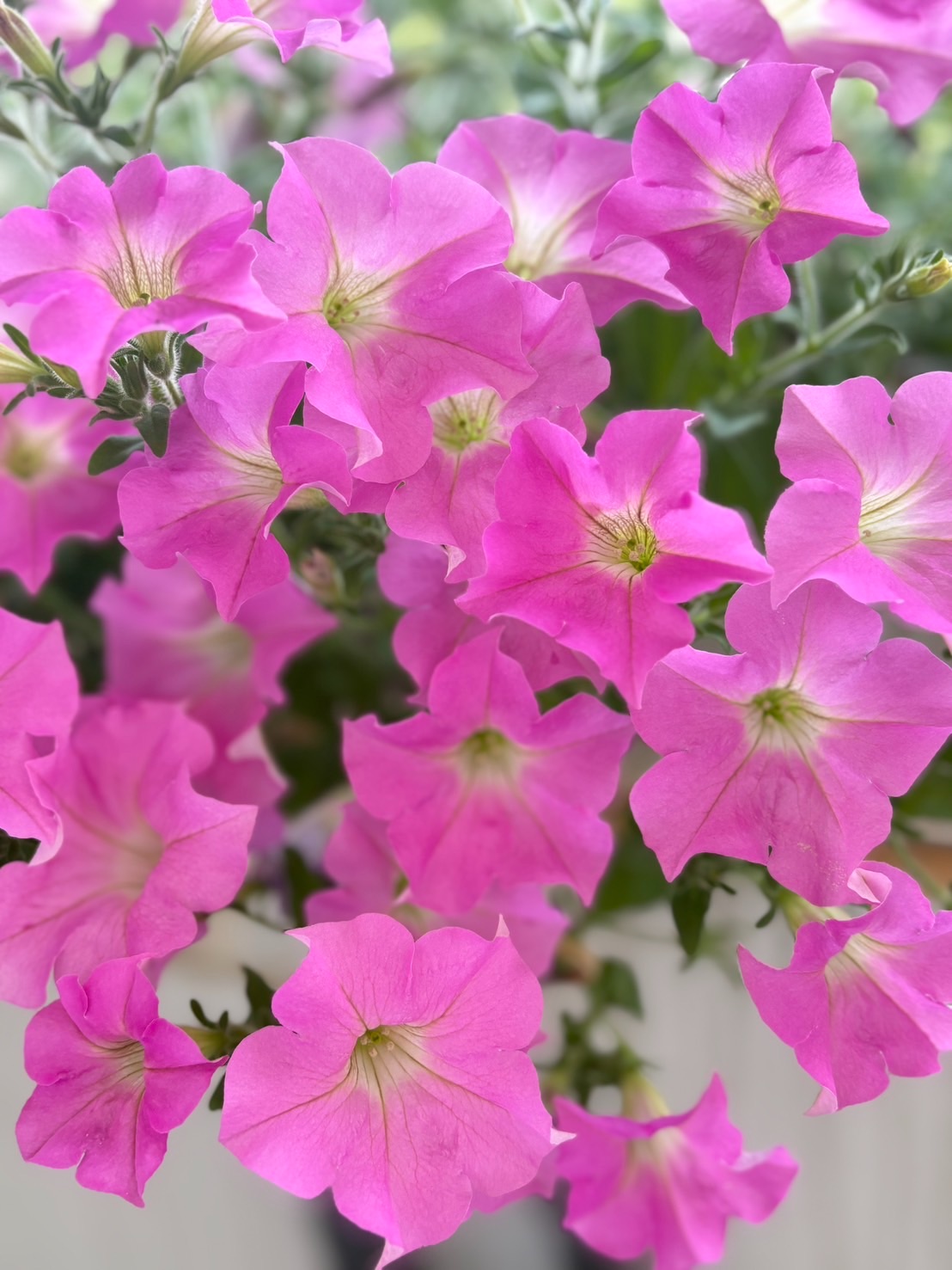 f:id:ayakaoru:20260804063836j:image f:id:ayakaoru:20260804063836j:image
