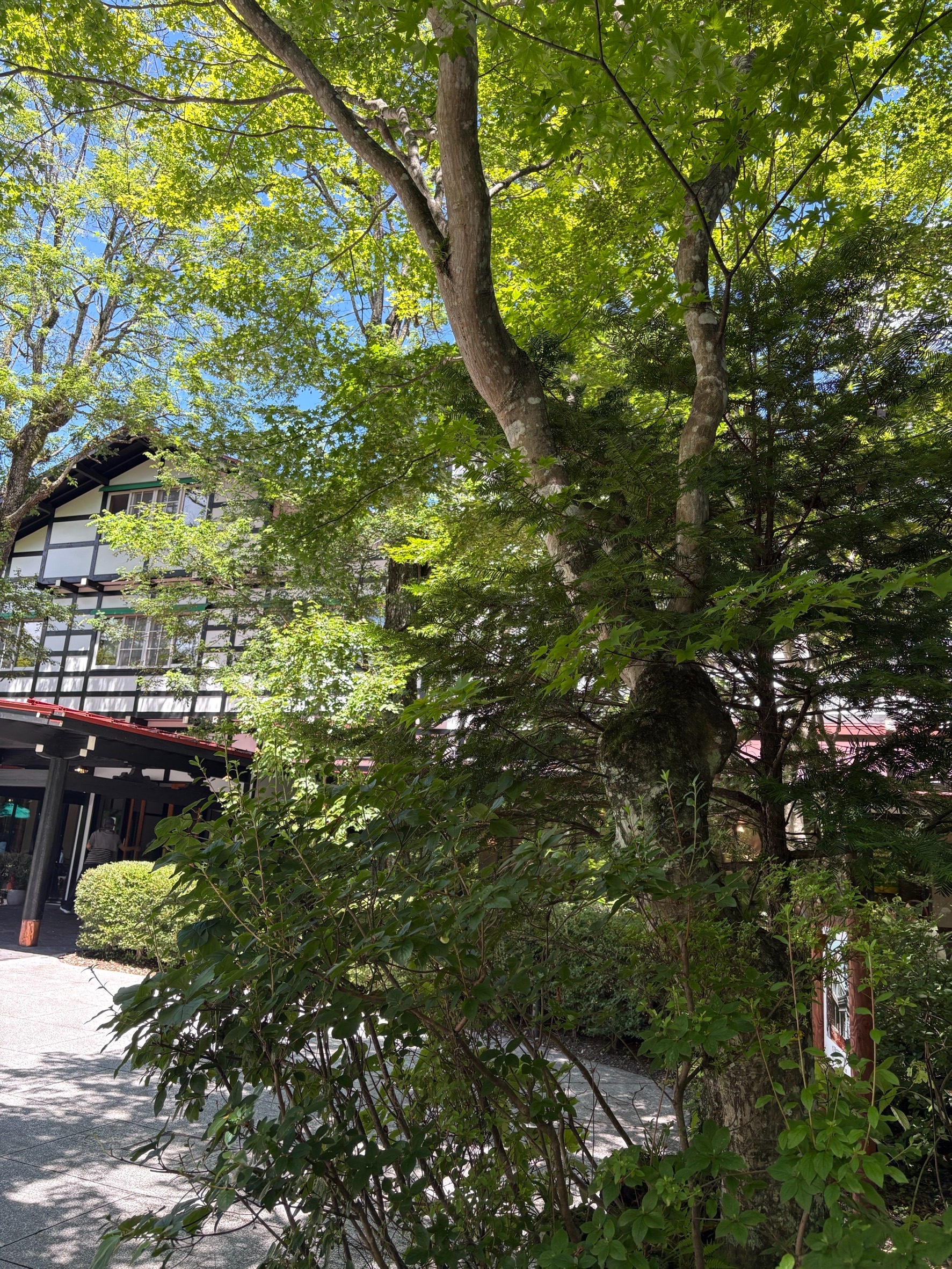 f:id:ayakaoru:20260805151405j:image f:id:ayakaoru:20260805151405j:image