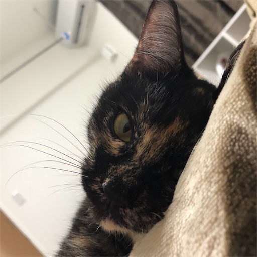 f:id:ayakititan:20200726011659j:image