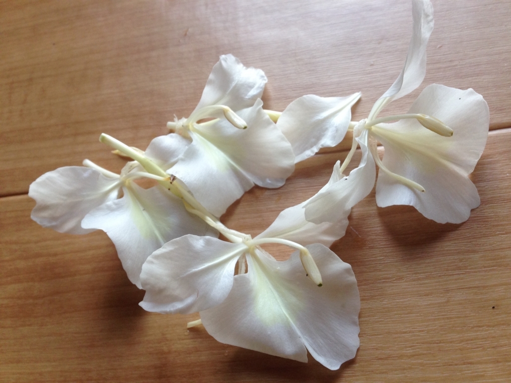 f:id:ayako-sundries:20170726094152j:plain f:id:ayako-sundries:20170726094152j:plain