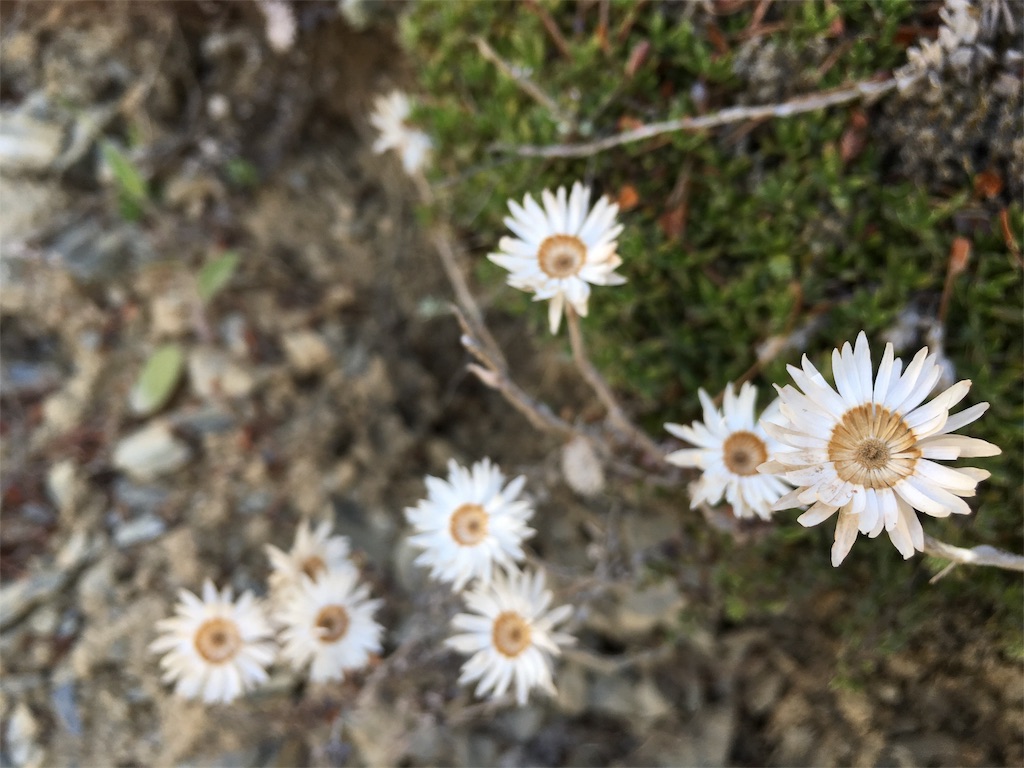 f:id:ayako-sundries:20180107155910j:image f:id:ayako-sundries:20180107155910j:image