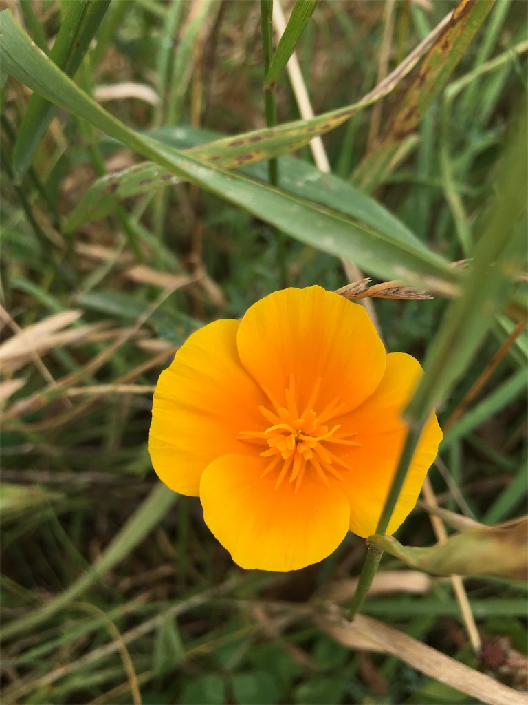 f:id:ayako-sundries:20190112160752j:image