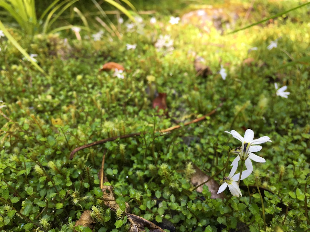 f:id:ayako-sundries:20190115142025j:image