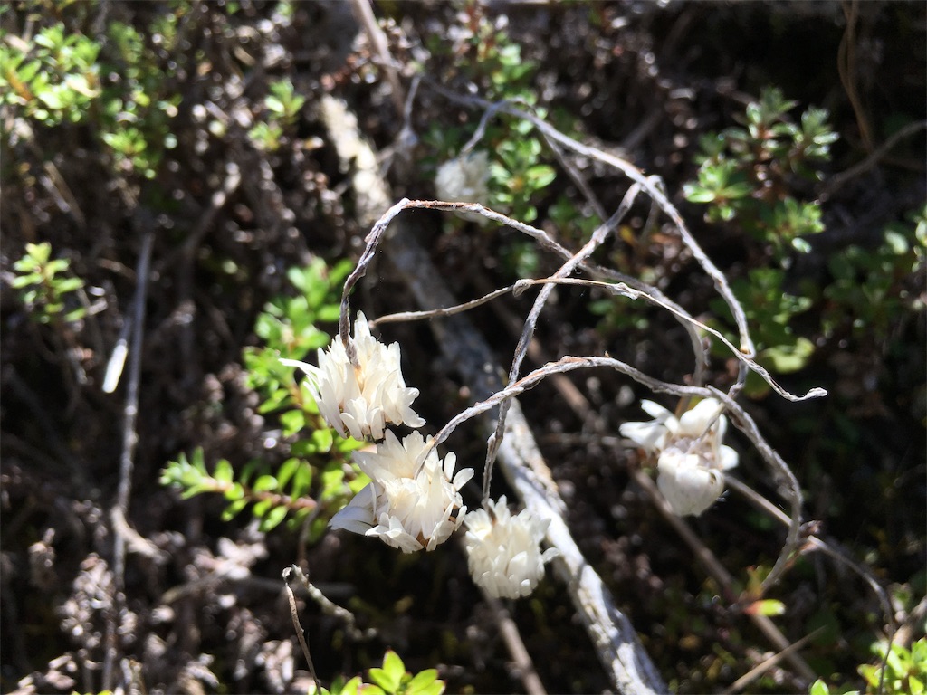 f:id:ayako-sundries:20190115142439j:image