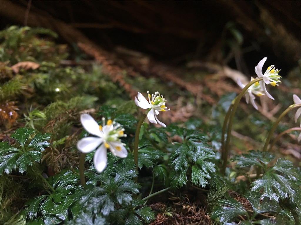 f:id:ayako-sundries:20190227111820j:image