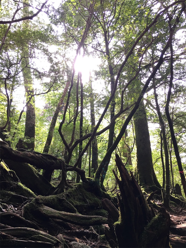 f:id:ayako-sundries:20190420213645j:image