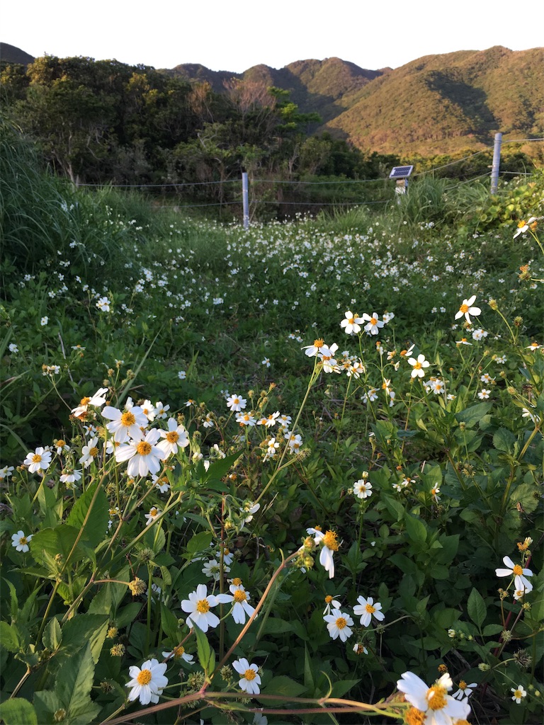 f:id:ayako-sundries:20190430174227j:image