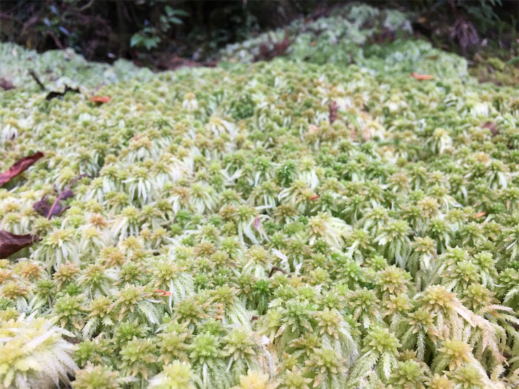 f:id:ayako-sundries:20191118115417j:image f:id:ayako-sundries:20191118115417j:image