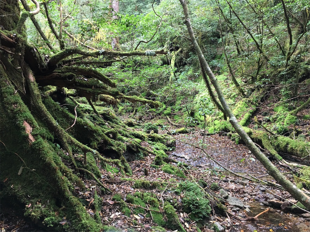 f:id:ayako-sundries:20191118115921j:image f:id:ayako-sundries:20191118115921j:image