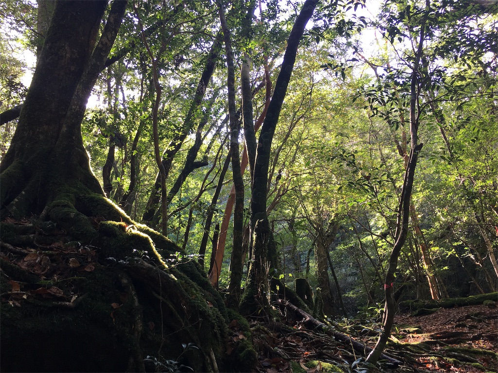 f:id:ayako-sundries:20191225085924j:image