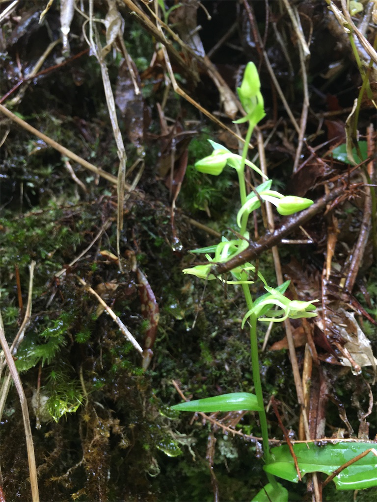 f:id:ayako-sundries:20200518161653j:image