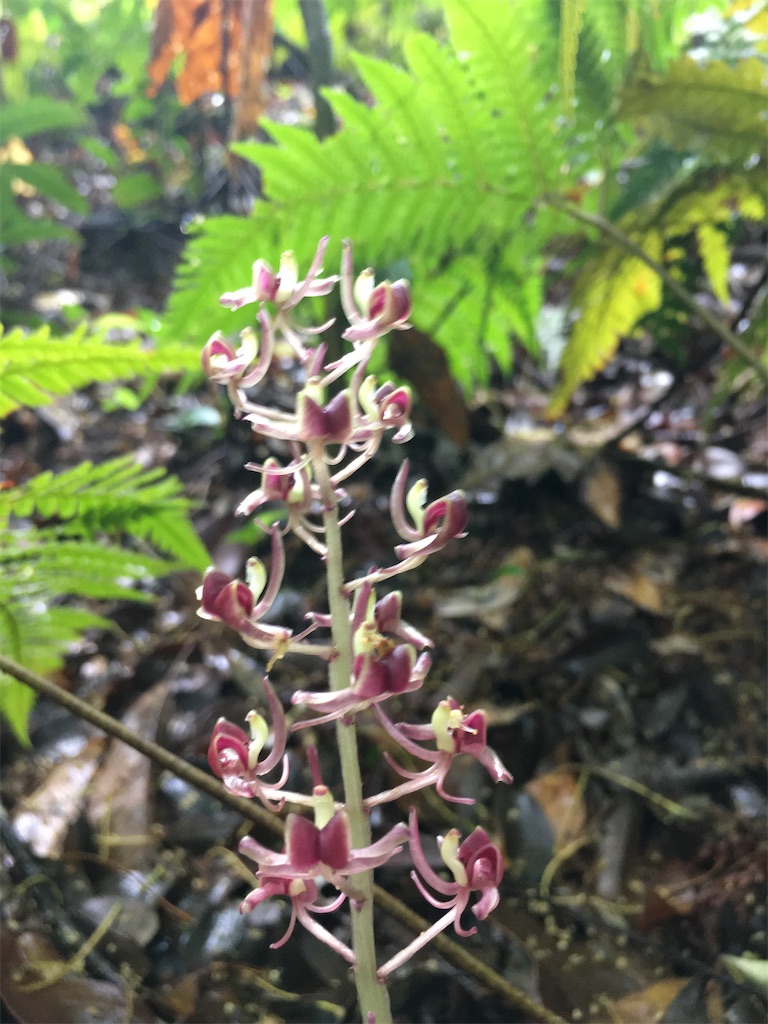 f:id:ayako-sundries:20200518161720j:image