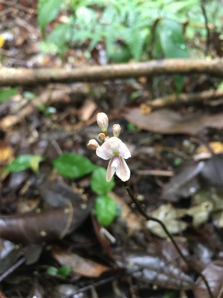 f:id:ayako-sundries:20200518161748j:image