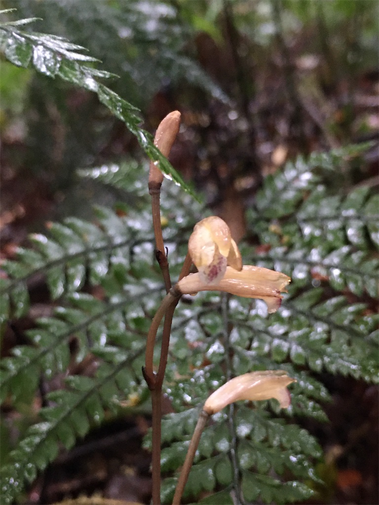 f:id:ayako-sundries:20200518161853j:image