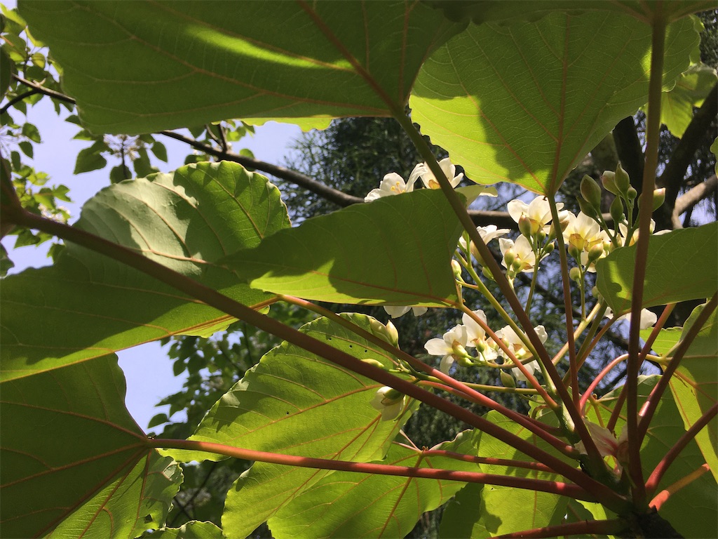 f:id:ayako-sundries:20200519202741j:image