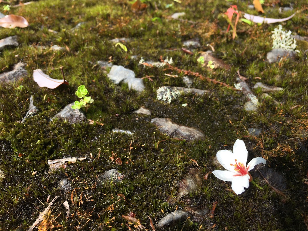 f:id:ayako-sundries:20200519202757j:image