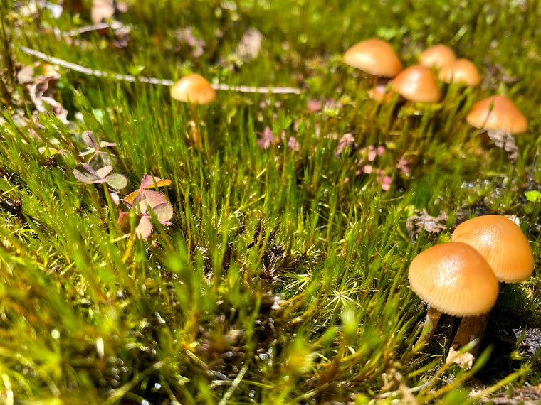 f:id:ayako-sundries:20210312093803j:plain