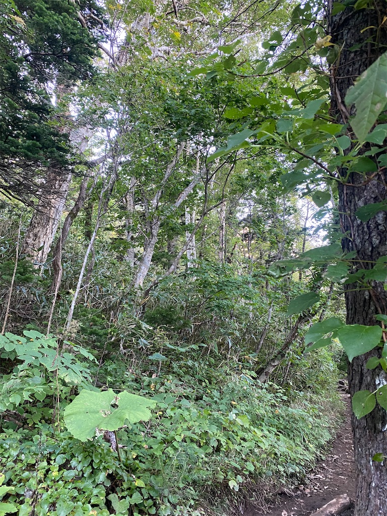 f:id:ayako-sundries:20230928160331j:image