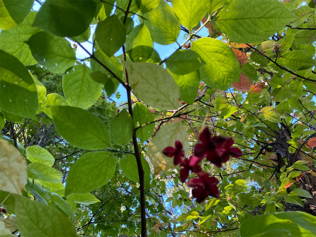 f:id:ayako-sundries:20230928162810j:image