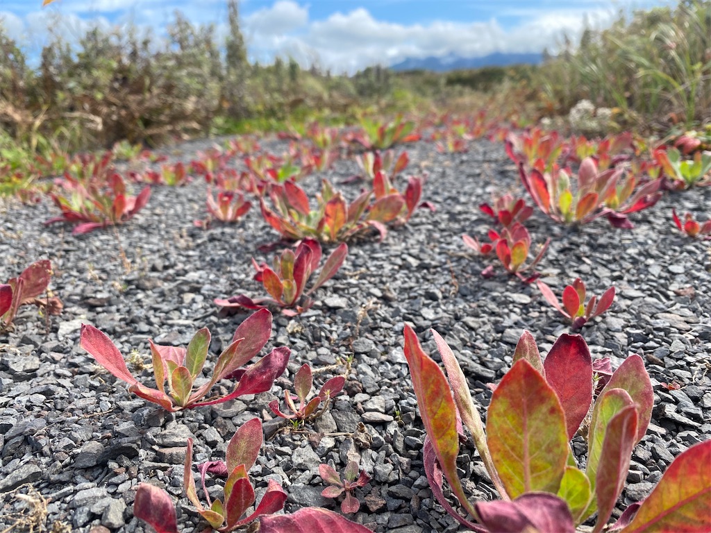 f:id:ayako-sundries:20230928162830j:image