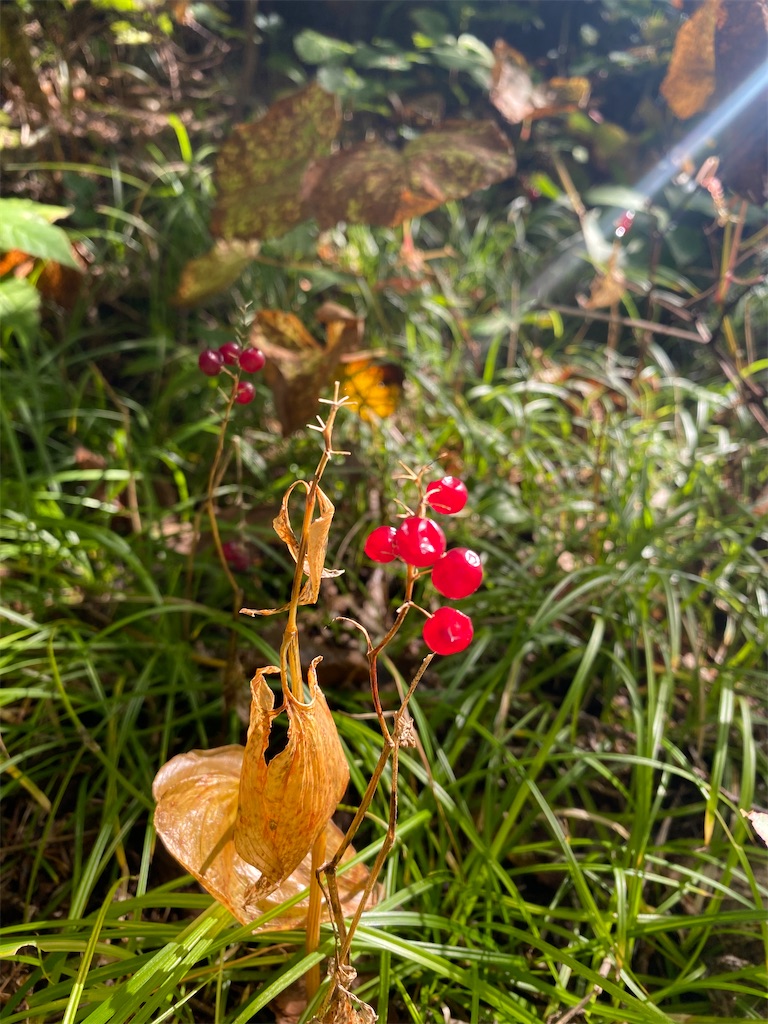 f:id:ayako-sundries:20230928162843j:image