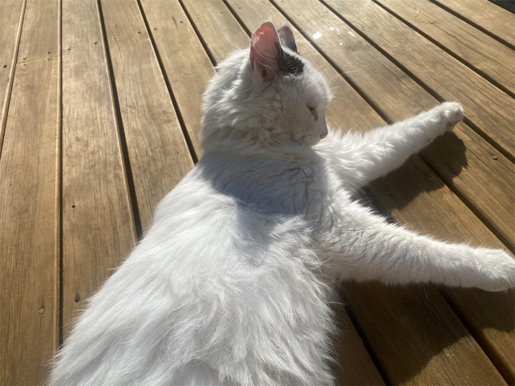 f:id:ayako-sundries:20240218052550j:image f:id:ayako-sundries:20240218052550j:image