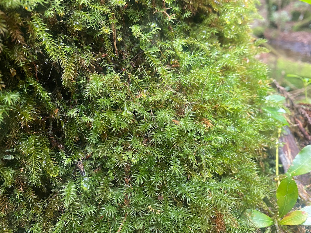 f:id:ayako-sundries:20250717104326j:image