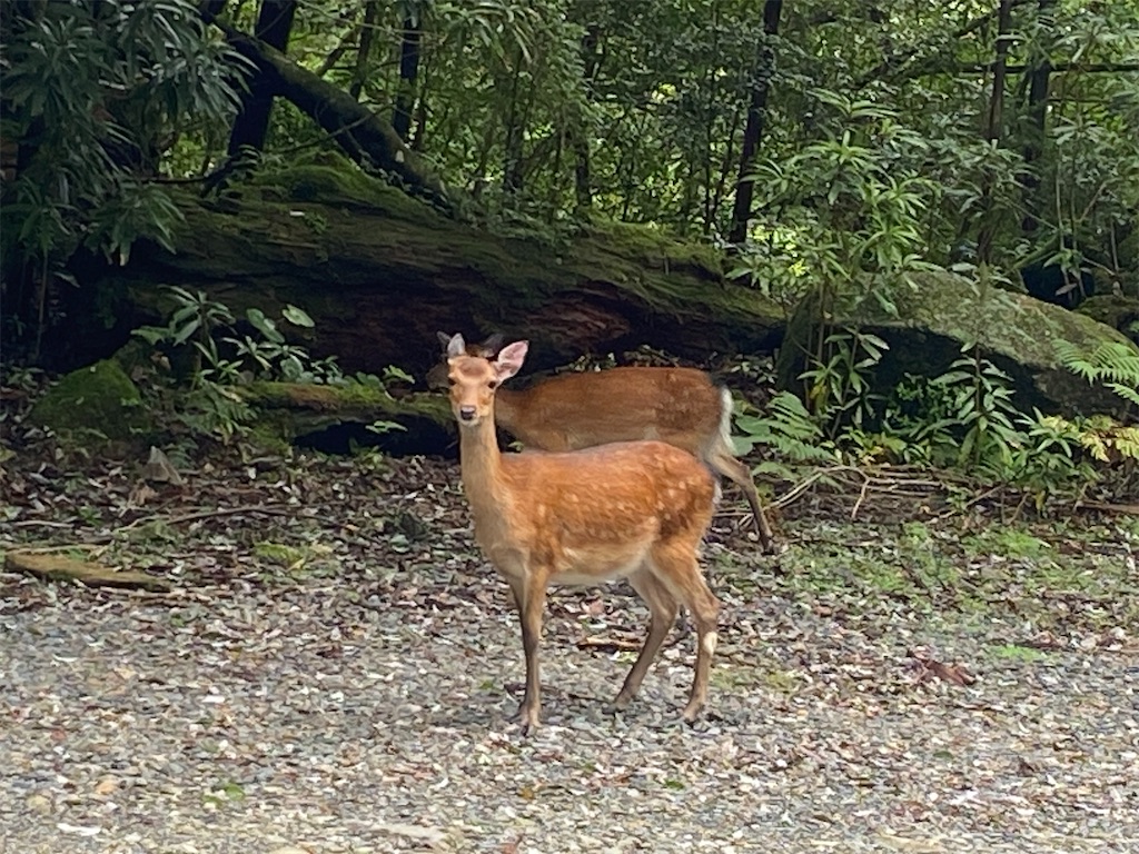 f:id:ayako-sundries:20250801090844j:image