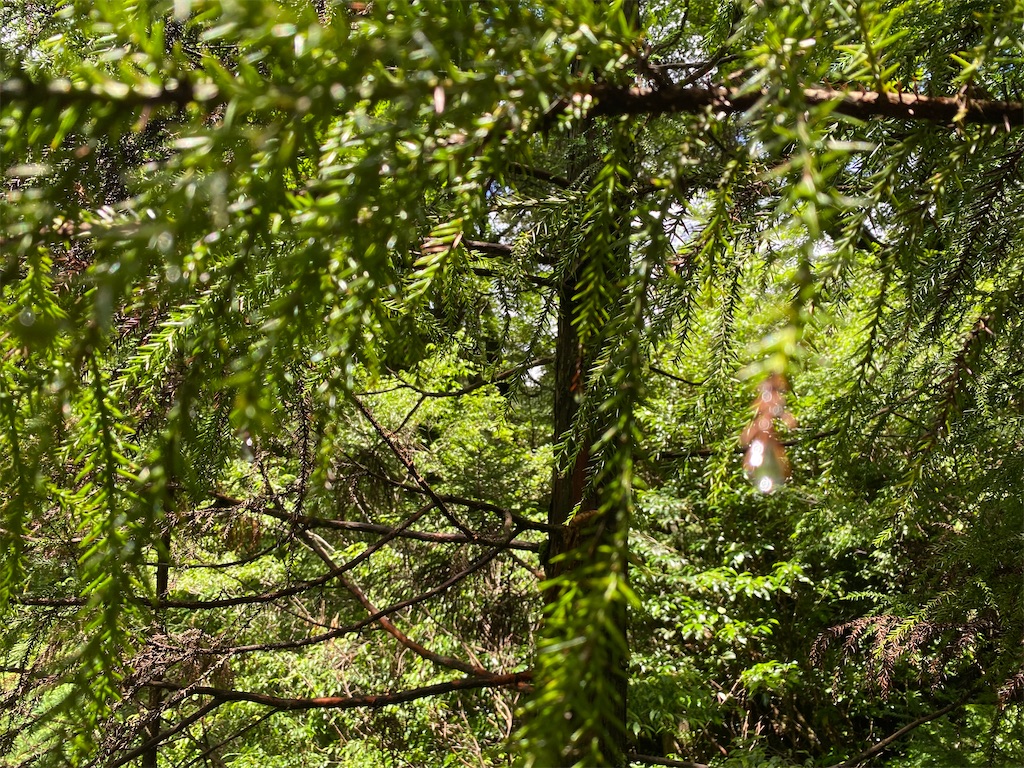 f:id:ayako-sundries:20250801090928j:image