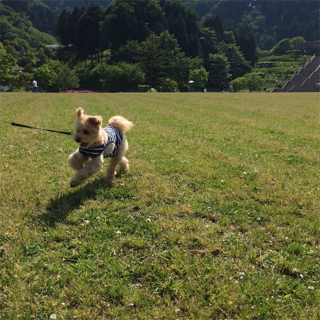 f:id:ayako312:20170521233350j:image