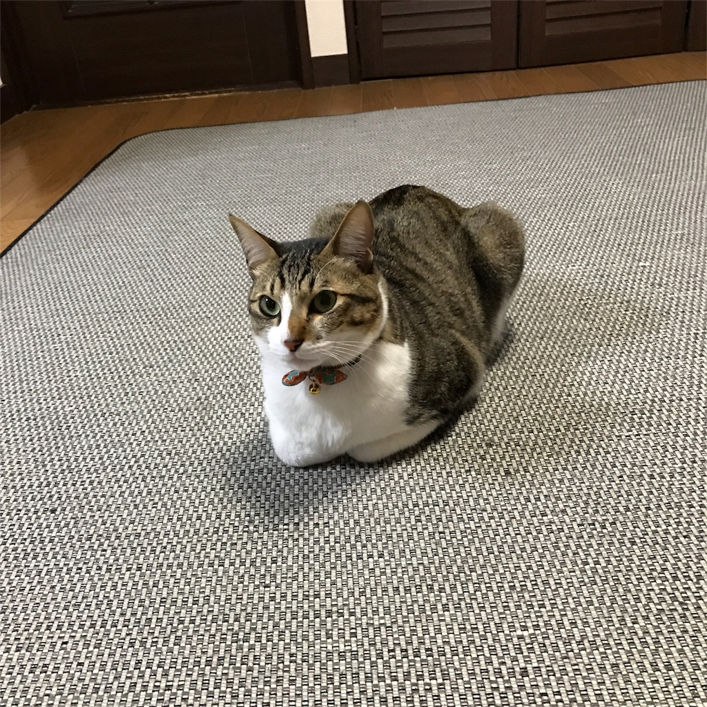f:id:ayako312:20171231143459j:image f:id:ayako312:20171231143459j:image