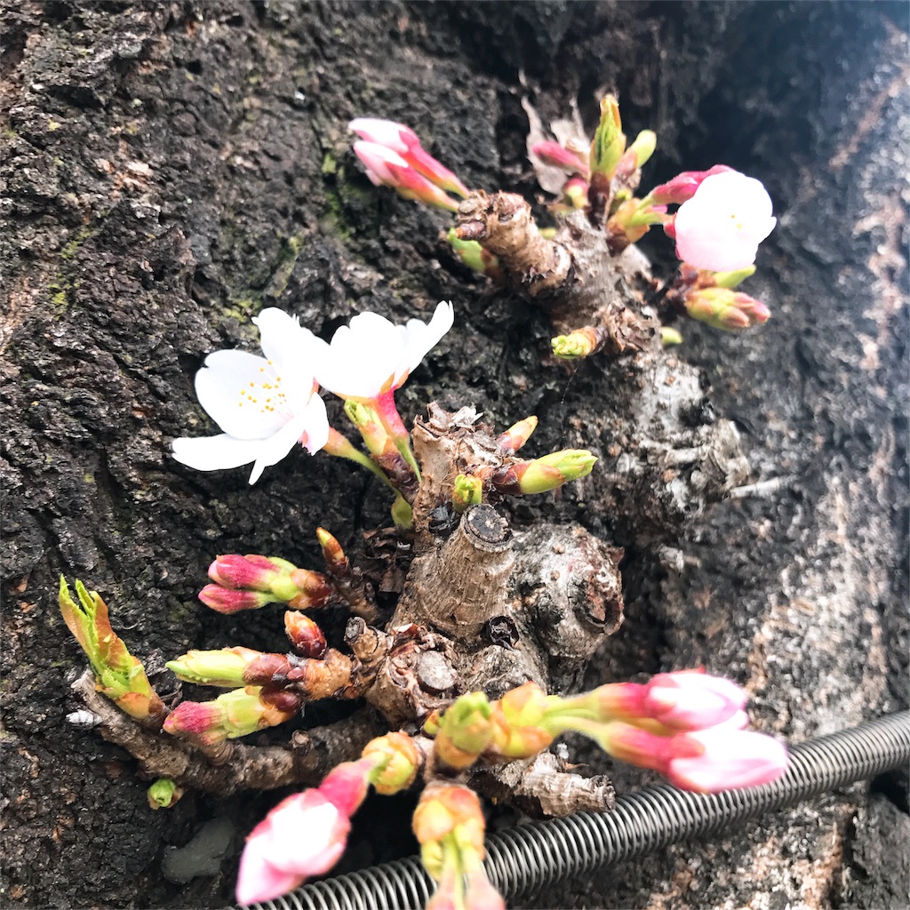f:id:ayako312:20180321232741j:image f:id:ayako312:20180321232741j:image