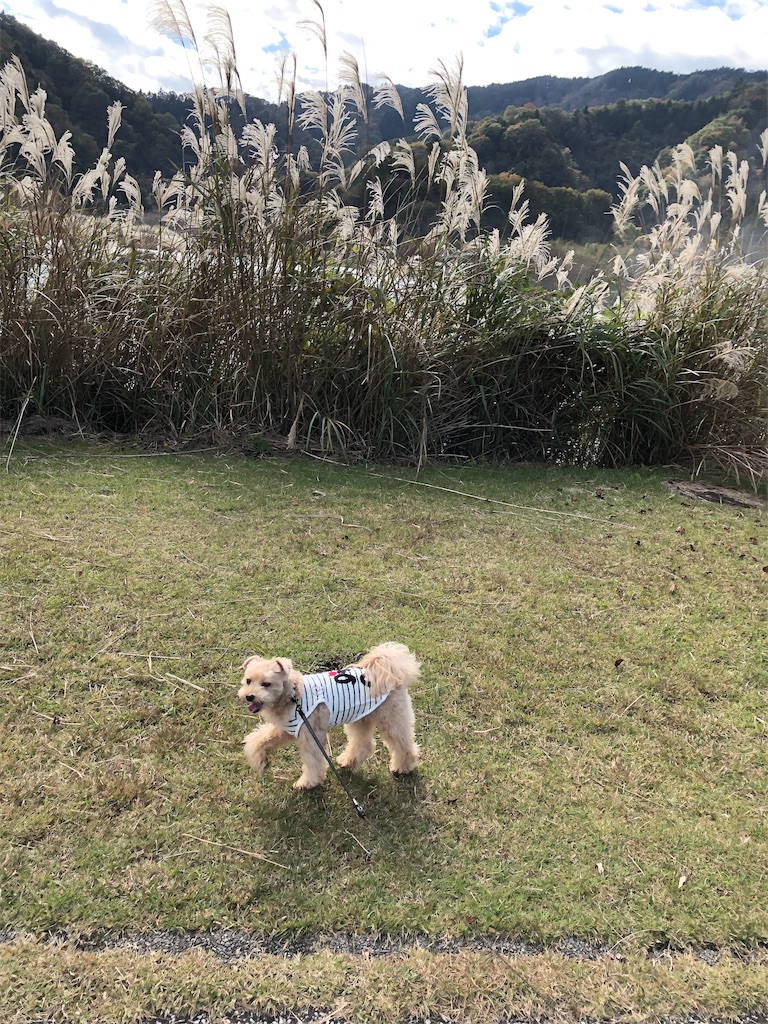 f:id:ayako312:20181118215453j:image