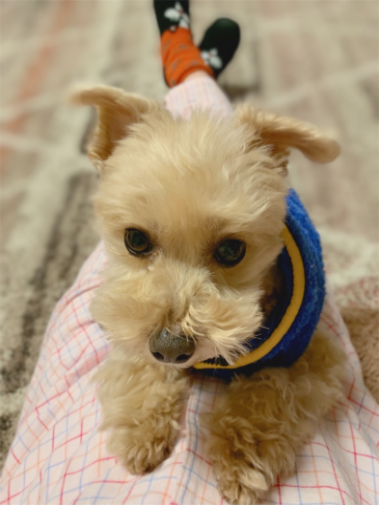 f:id:ayako312:20190221000104j:image f:id:ayako312:20190221000104j:image